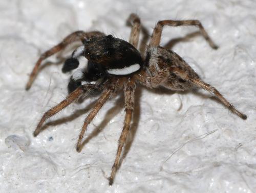 Menemerus semilimbatus