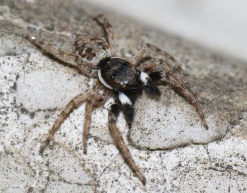 Menemerus semilimbatus