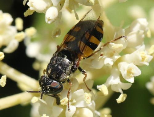 Réf. 305 702 : Odontomyia annulata