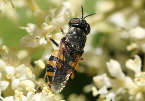 Odontomyia annulata