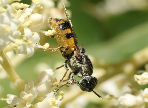 Réf. 305 704 : Odontomyia annulata