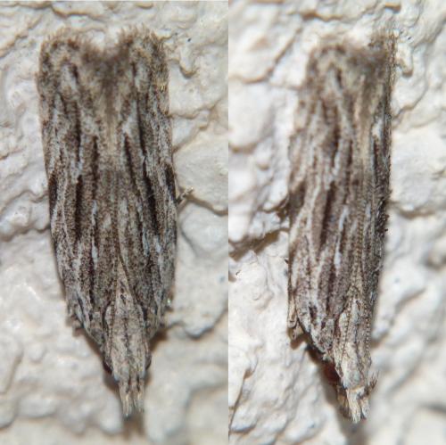 Anarsia innoxiella