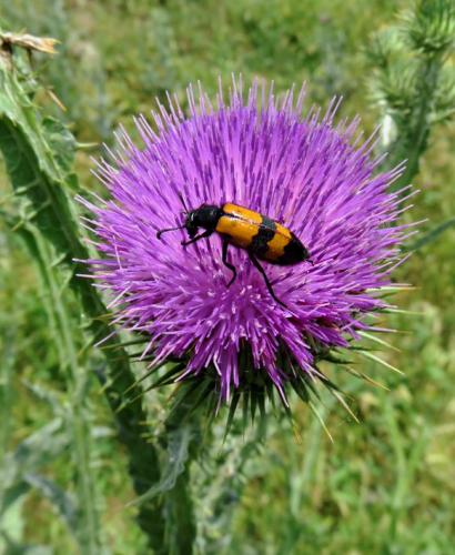 Réf. 305 292 : Mylabris variabilis
