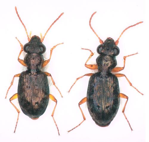 Réf. 305 615 : Asaphidion curtum
