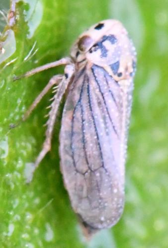Macropsis fuscula