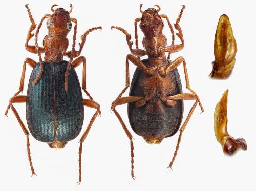 Réf. 305 824 : Brachinus brevicollis