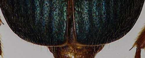 Réf. 305 825 : Brachinus brevicollis