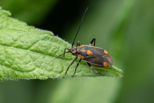 Réf. 305 417 : Capsodes flavomarginatus