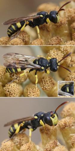 Cerceris sp.