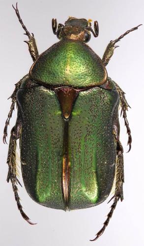 Réf. 305 630 : Cetonia asiatica