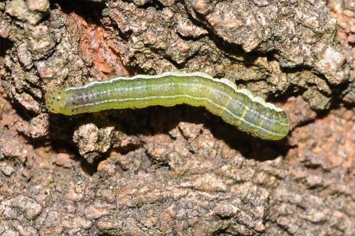Réf. 305 314 : Orthosia gothica