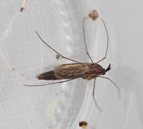 Réf. 305 029 : Keroplatus reaumurii