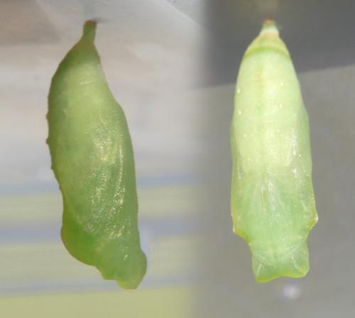 Lasiommata megera