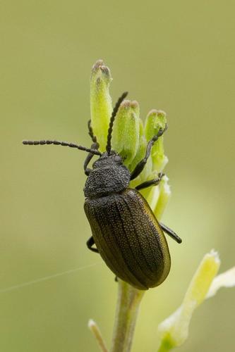 Galeruca sp.