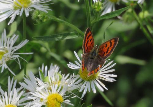 Lycaena phlaeas