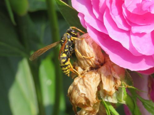 Polistes sp.