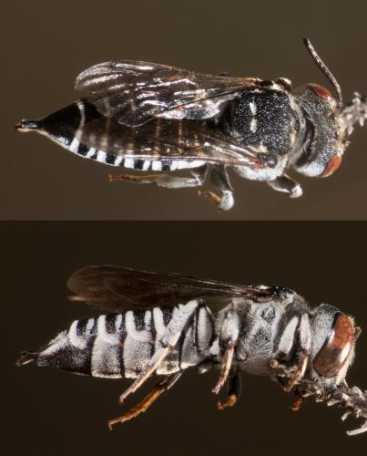 Réf. 305 686 : Coelioxys argentea