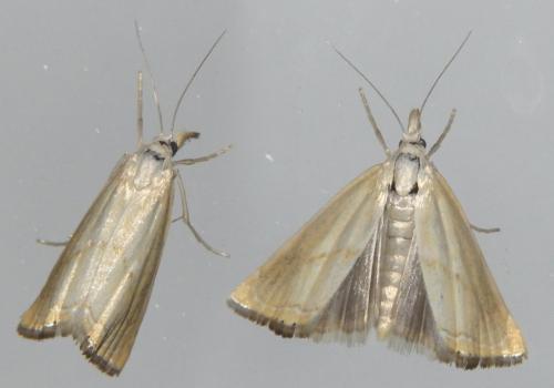 Réf. 305 324 : Xanthocrambus caducellus