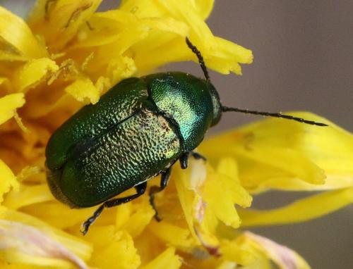 Cryptocephalus sp.