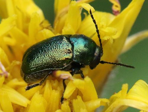 Cryptocephalus sp.