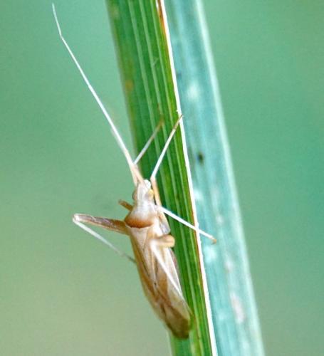 Réf. 305 535 : Phytocoris flammula