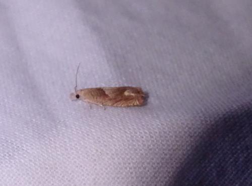 Réf. 305 115 : Eucosma conterminana