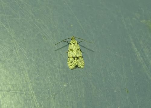 Réf. 305 306 : Symmoca signatella
