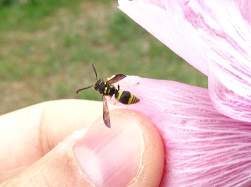Ancistrocerus sp.