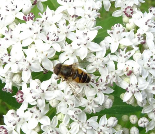 Eristalis nemorum