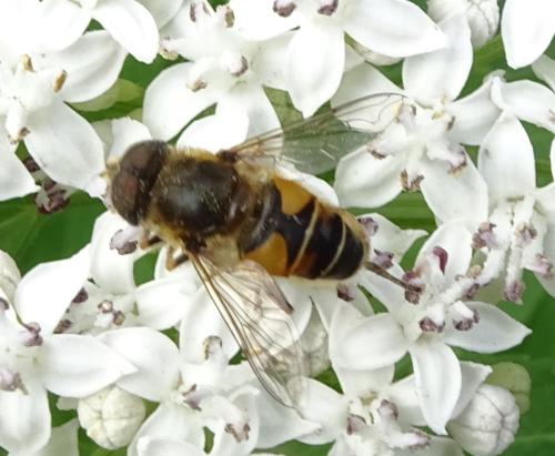 Eristalis nemorum