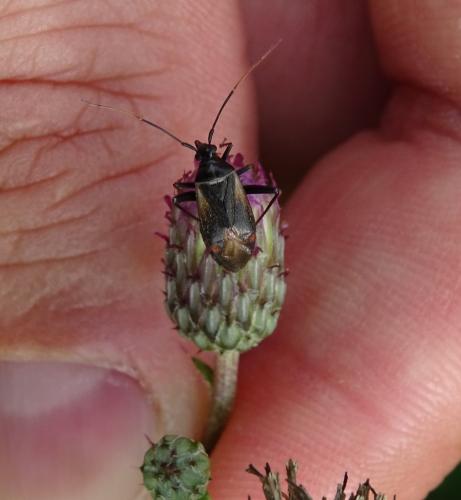 Réf. 305 426 : Adelphocoris seticornis