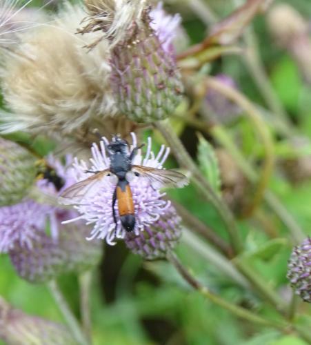 Cylindromyia sp.
