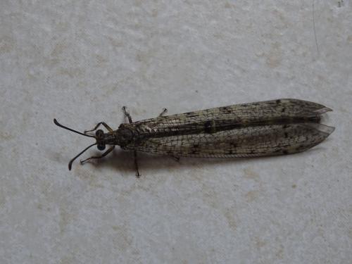 Réf. 305 505 : Distoleon tetragrammicus