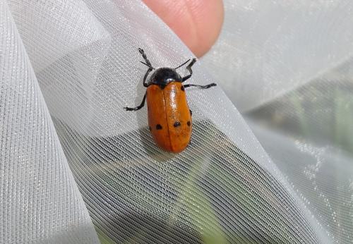 Lachnaia pubescens