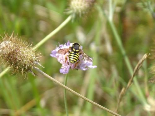 Réf. 305 578 : Trachusa sp.