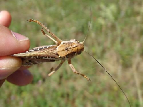 Réf. 305 583 : Decticus albifrons
