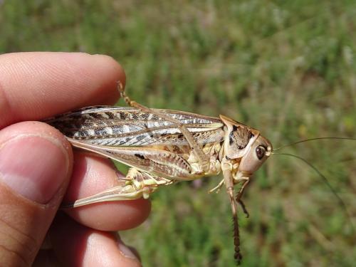 Réf. 305 581 : Decticus albifrons