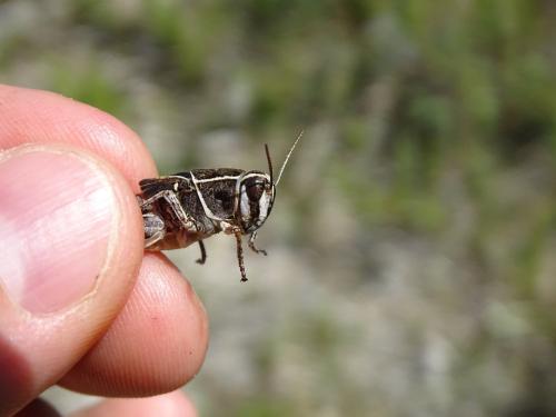 Calliptamus sp.