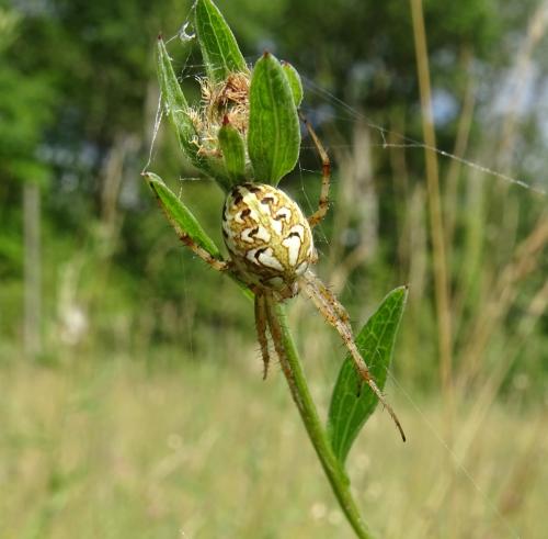 Réf. 305 875 : Neoscona adianta