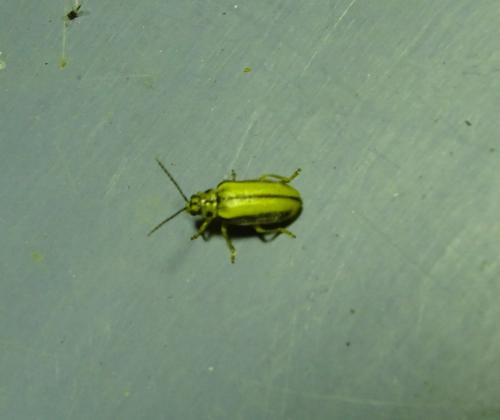 Xanthogaleruca luteola
