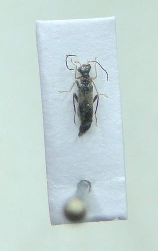Réf. 305 777 : Malthinus sp.