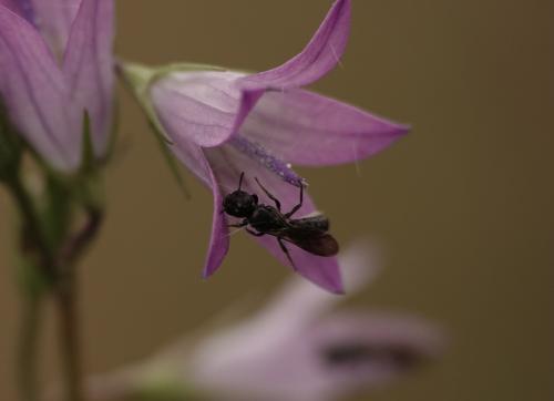Chelostoma sp.