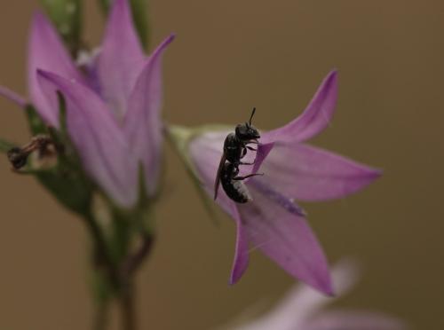 Chelostoma sp.