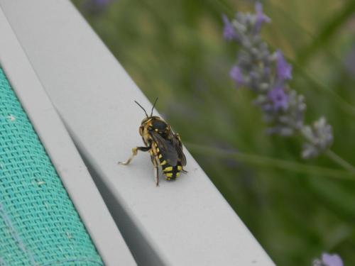 Anthidium florentinum