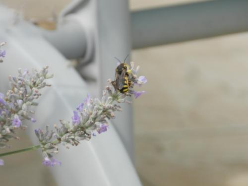 Anthidium florentinum