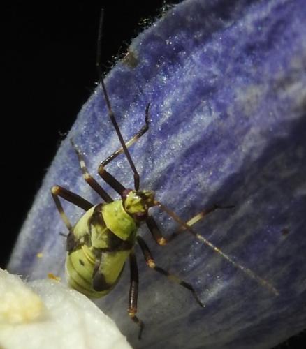 Réf. 305 018 : Calocoris alpestris