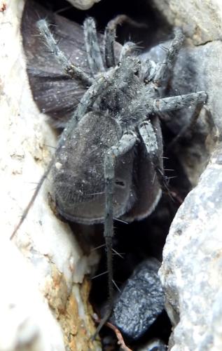 Pardosa sp.
