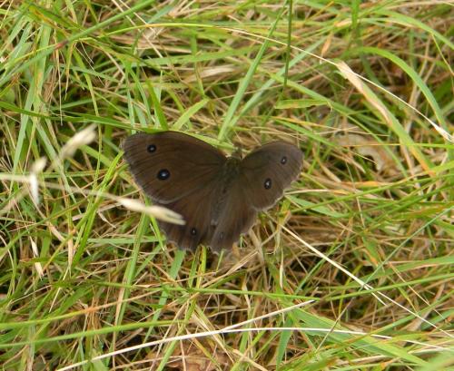 Réf. 305 463 : Minois dryas