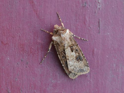 Agrotis clavis