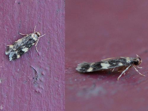 Oegoconia sp.